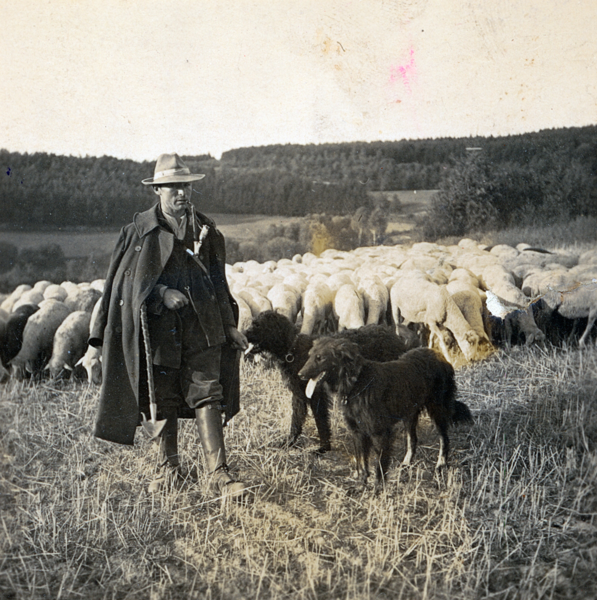 Schäfer im Besenberg